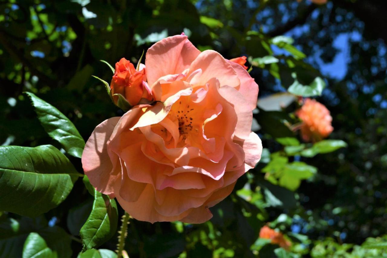 Bindley House B&B Cottage Kilmore 외부 사진